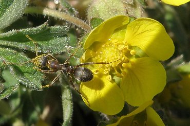 Żarłoczna mrówka, na wypasie :) #żarcie #makro #mrówka #kwiaty #pzk #łąka