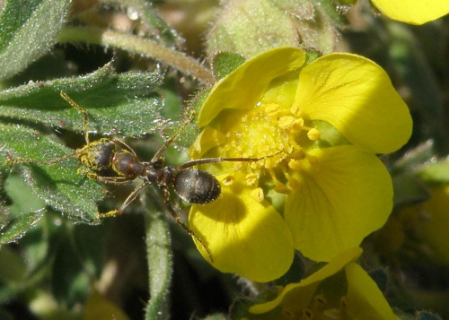 Żarłoczna mrówka, na wypasie :) #żarcie #makro #mrówka #kwiaty #pzk #łąka