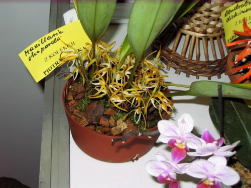 Wystawam storczyk Maxillaria