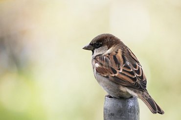 wróbelek elemelek #wróbel #ptak #zwierzęta #fauna