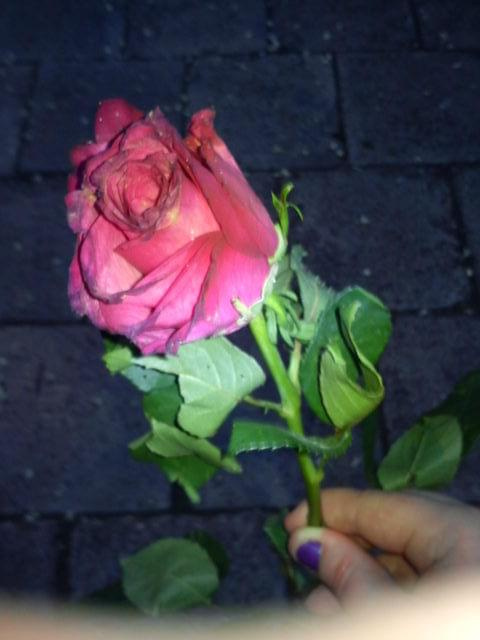 różyczka z imprezy #kwiaty #przyroda #roslinki