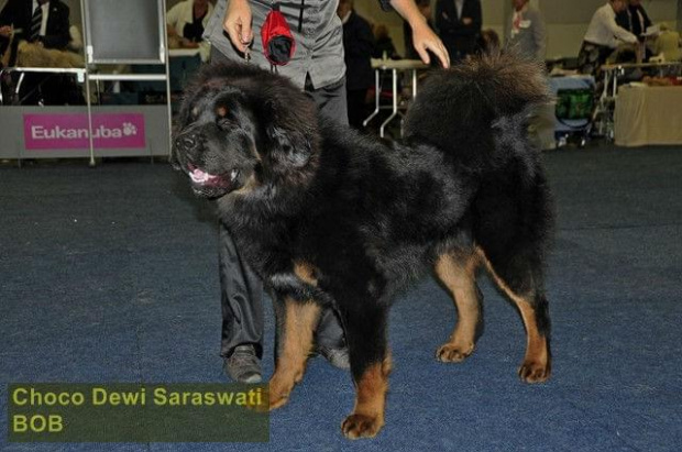 Choco Dewi Saraswati -Best Junior, Best Male, BOB - Dortmund 2011 #MastifTybetanski #MastifTybetański #psy #szczeniaki #SzczeniakiMastifaTybetańskiego #zwierzęta