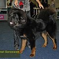 Choco Dewi Saraswati -Best Junior, Best Male, BOB - Dortmund 2011 #MastifTybetanski #MastifTybetański #psy #szczeniaki #SzczeniakiMastifaTybetańskiego #zwierzęta