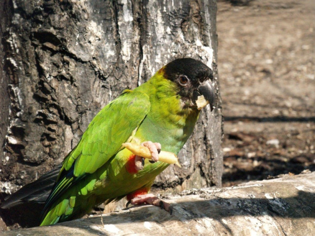 kolorowy mieszkaniec warszawskiego ZOO #ZOO #papuga #ptak