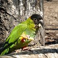kolorowy mieszkaniec warszawskiego ZOO #ZOO #papuga #ptak