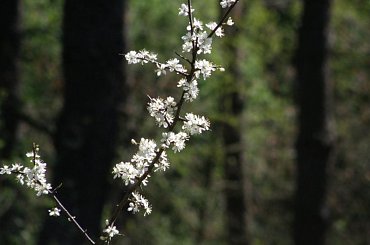 PZK #łąka #pzk #trawa #chwast