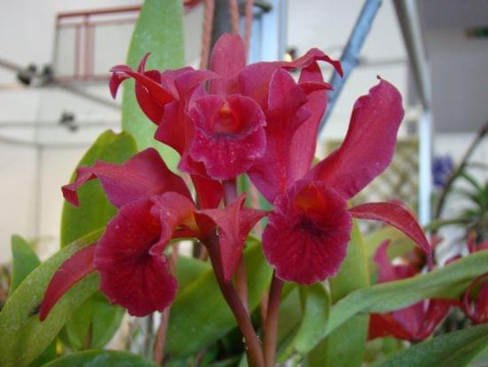 Cattleya hybr.