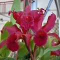 Cattleya hybr.