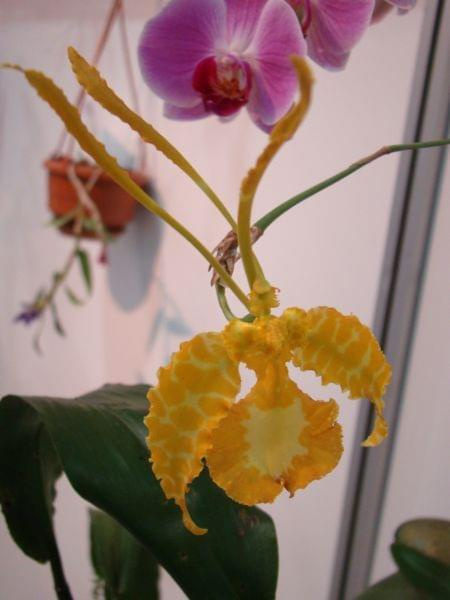 Psychopsis