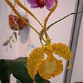 Psychopsis