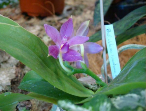 Phalaenopsis violacea sumatrana