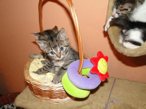Koty do adopcji #adopcja #adopcje #Gliwice #kocięta #kot #kotki #koty #pomoc #przygarnę #schronisko #zaadoptuję #zwierzęta