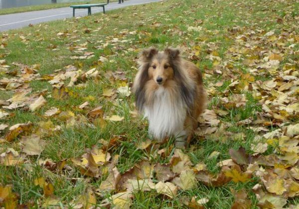 Lexus (1 rok) #SheltieOwczarekSzetlandzki