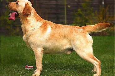 #biszkoptowy #czekoladowy #hodowla #lablador #labrador #reproduktor #retriever #szczeniaki #szczenięta