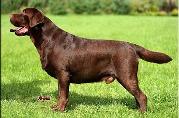 #biszkoptowy #czekoladowy #hodowla #lablador #labrador #reproduktor #retriever #szczeniaki #szczenięta