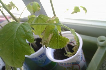 #pomidor #pomidory #sadzonki #ogródek #tunel