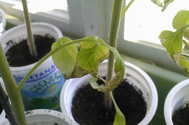 #pomidor #pomidory #sadzonki #ogródek #tunel