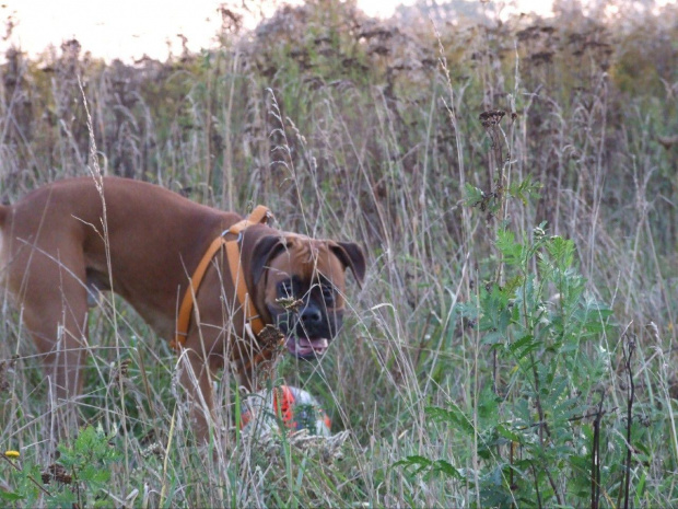 #BokserBoxer