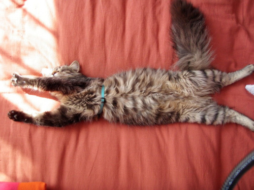 śpiący Oscar. #kot #koty #Oscar