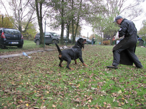 2 #amigo #psy #rottweiler