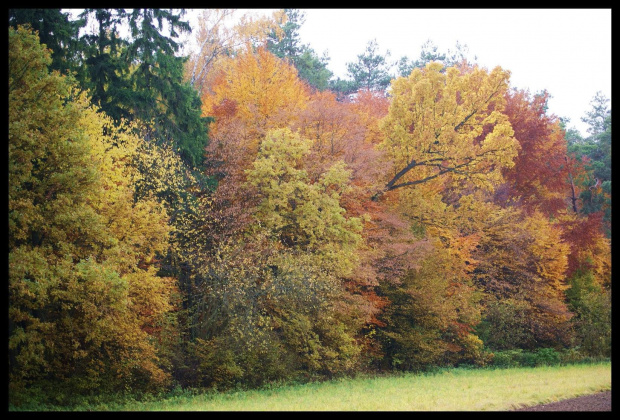 #jesień #droga #las #liście #kolory #drzewa