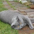 Kocie wakacje-Sarbinowo Morskie -czerwiec 2011
