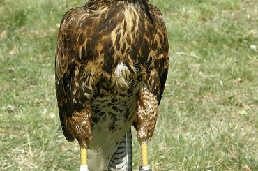 sokół - jedna z atrakcji #ptaki #Kliczkow #majówka #natura #sokół