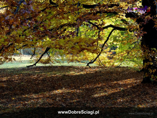 Barwy jesieni #jesień #krajobraz #pejzaż #pulpit #tapety #wallpapers