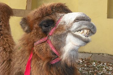 uśmiech wielbłąda #zoo #wielbłąd #szopka