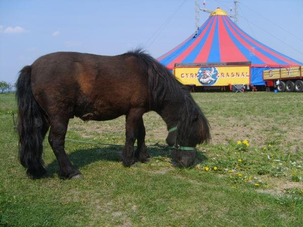 Foto z Cyrku Krasnal 2009 Zakaz Kopiowania zdjęć Zapraszamy na www.cyrk-fan.com #CyrkKrasnal2009