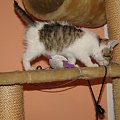 Koty do adopcji #adopcja #adopcje #Gliwice #kocięta #kot #kotki #koty #pomoc #przygarnę #schronisko #zaadoptuję #zwierzęta