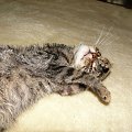 Koty do adopcji #adopcja #adopcje #Gliwice #kocięta #kot #kotki #koty #pomoc #przygarnę #schronisko #zaadoptuję #zwierzęta