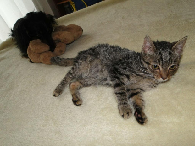 Koty do adopcji #adopcja #adopcje #Gliwice #kocięta #kot #kotki #koty #pomoc #przygarnę #schronisko #zaadoptuję #zwierzęta