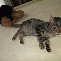 Koty do adopcji #adopcja #adopcje #Gliwice #kocięta #kot #kotki #koty #pomoc #przygarnę #schronisko #zaadoptuję #zwierzęta