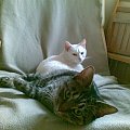 Koty do adopcji #adopcja #adopcje #Gliwice #kocięta #kot #kotki #koty #pomoc #przygarnę #schronisko #zaadoptuję #zwierzęta
