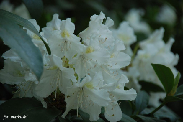 a to chyba rododendron... #kwiaty