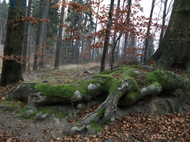 Pełzające korzenie...