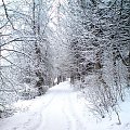 zima #biały #śnieg #szron #zima #las #droga