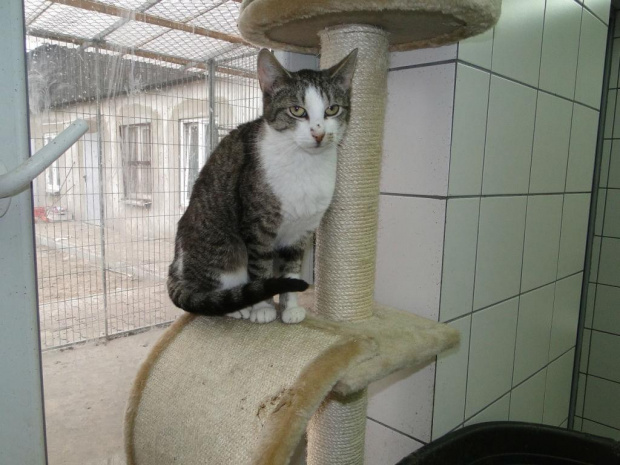 Koty do adopcji #adopcja #adopcje #Gliwice #kocięta #kot #kotki #koty #pomoc #przygarnę #schronisko #zaadoptuję #zwierzęta