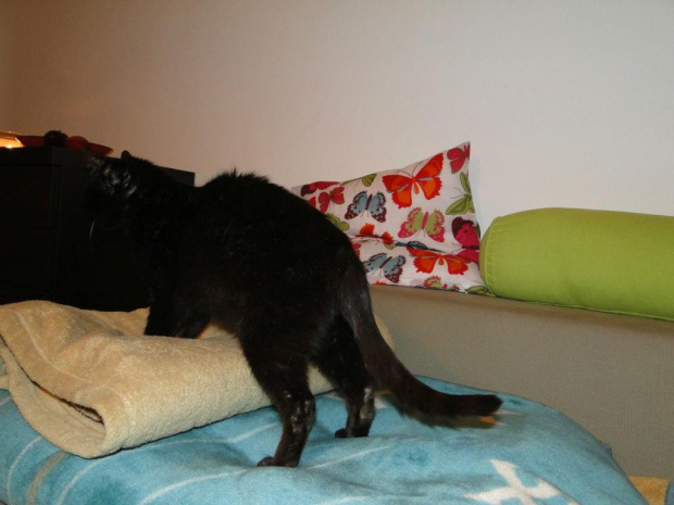 Koty do adopcji #adopcja #adopcje #Gliwice #kocięta #kot #kotki #koty #pomoc #przygarnę #schronisko #zaadoptuję #zwierzęta
