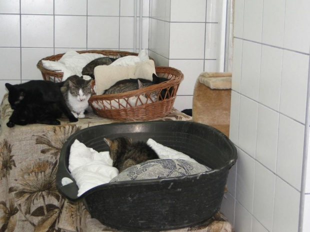 Koty do adopcji #adopcja #adopcje #Gliwice #kocięta #kot #kotki #koty #pomoc #przygarnę #schronisko #zaadoptuję #zwierzęta