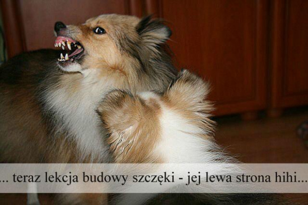 Perełka 3 miesiące i 11 dni #OwczarekSzetlandzki #sheltie