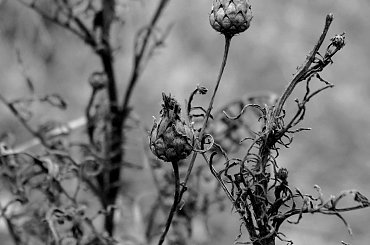 #kwiaty #zima #suszki #natura