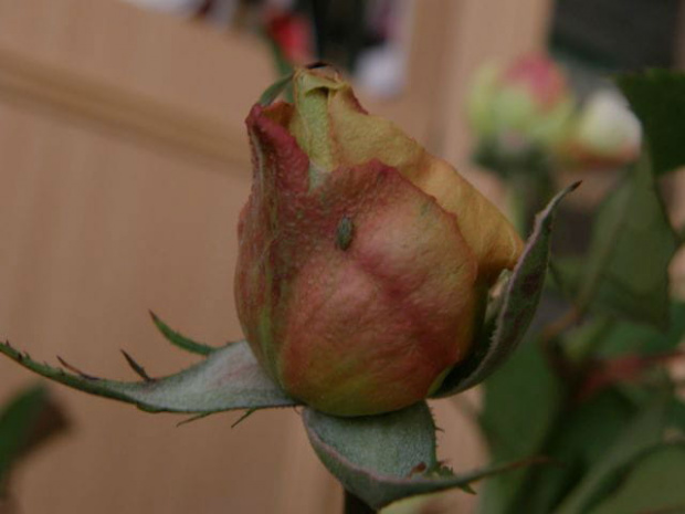 róża #róże