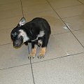 Koty do adopcji #adopcja #adopcje #Gliwice #kocięta #kot #kotki #koty #pomoc #przygarnę #schronisko #zaadoptuję #zwierzęta