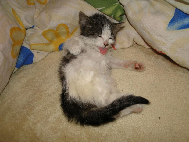 Koty do adopcji #adopcja #adopcje #Gliwice #kocięta #kot #kotki #koty #pomoc #przygarnę #schronisko #zaadoptuję #zwierzęta