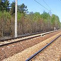 Fragment zgliszcz leśnych przy lini kolejowej Koluszki Tomaszów (odcinek Mikołajów - Wykno , widok stronę Mikołajowa .)