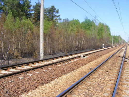 Fragment zgliszcz leśnych przy lini kolejowej Koluszki Tomaszów (odcinek Mikołajów - Wykno , widok stronę Mikołajowa .)