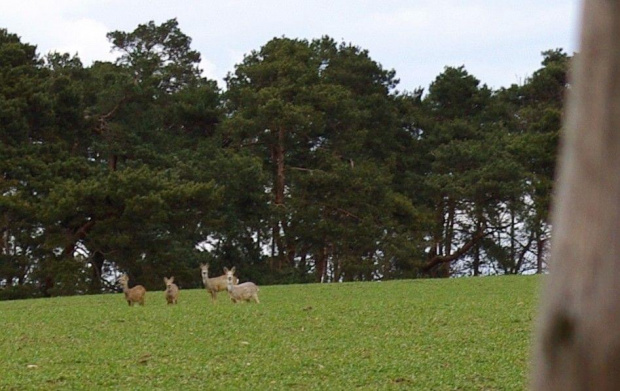 Sarny w moich okolicach, kto dorzuci na lepszy obiektyw? ;P #sarna #natura #las #łąka #wiosna