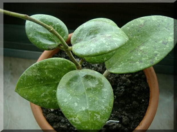 Hoya parastica lao